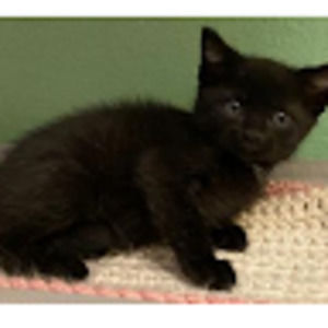 Meet your Posher, Lorraine